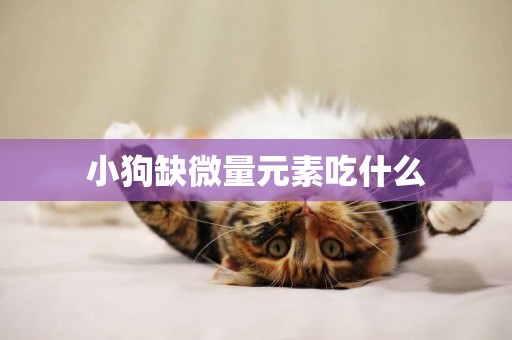 小狗缺微量元素吃什么