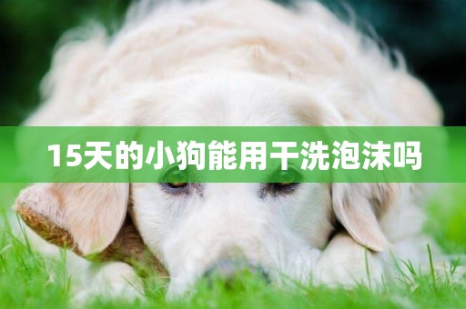 15天的小狗能用干洗泡沫嗎