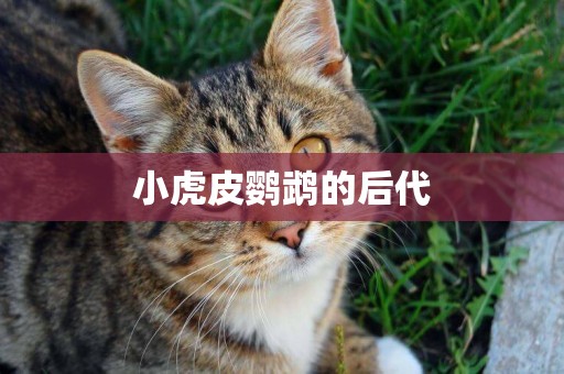 小虎皮鸚鵡的后代