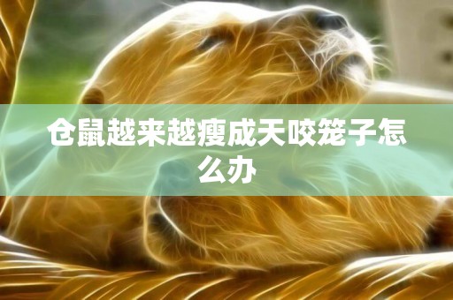 倉鼠越來越瘦成天咬籠子怎么辦