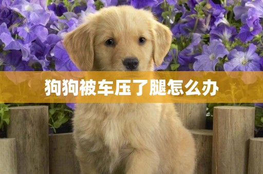 狗狗被車壓了腿怎么辦