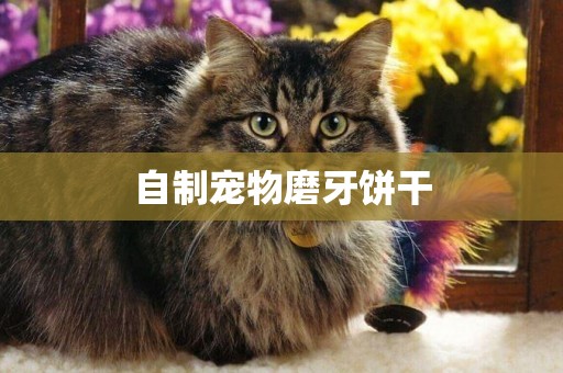 自制寵物磨牙餅干