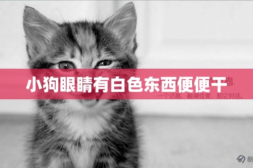 小狗眼睛有白色東西便便干
