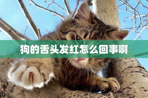 狗的舌頭發紅怎么回事啊