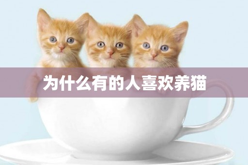 為什么有的人喜歡養貓