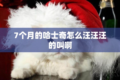 7個月的哈士奇怎么汪汪汪的叫啊