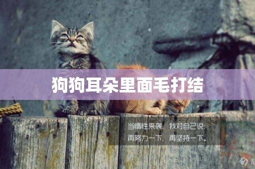 狗狗耳朵里面毛打結