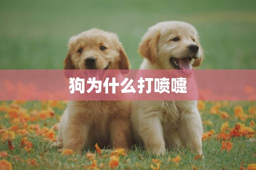 狗為什么打噴嚏