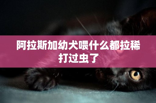 阿拉斯加幼犬喂什么都拉稀打過蟲了