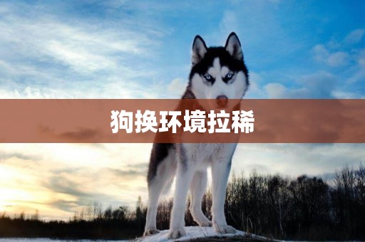 狗換環境拉稀