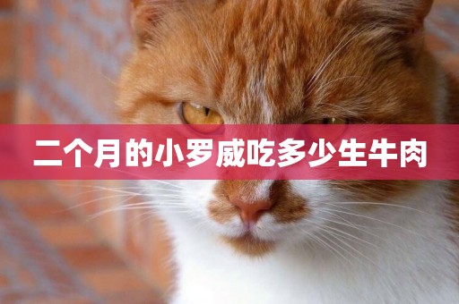 二個月的小羅威吃多少生牛肉