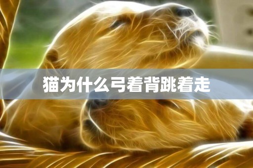 貓為什么弓著背跳著走
