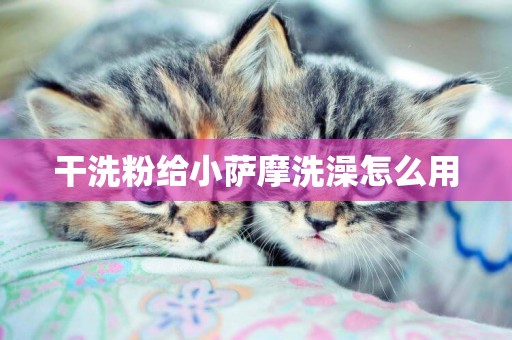 干洗粉給小薩摩洗澡怎么用