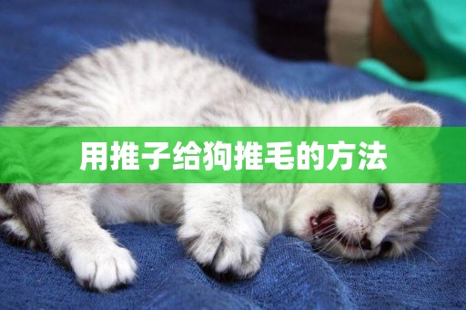 用推子給狗推毛的方法