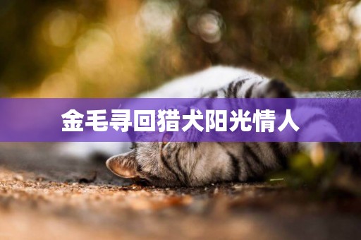 金毛尋回獵犬陽光情人