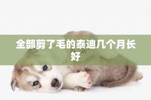 全部剪了毛的泰迪幾個月長好