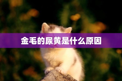 金毛的尿黃是什么原因