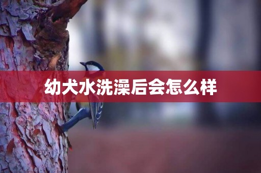 幼犬水洗澡后會怎么樣