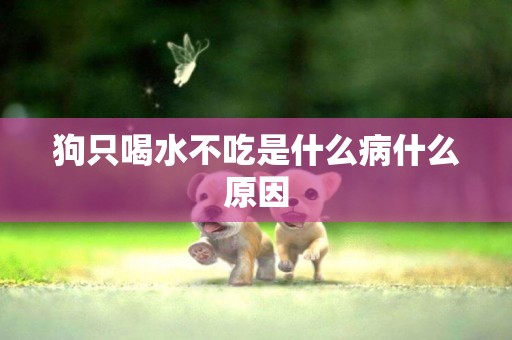 狗只喝水不吃是什么病什么原因