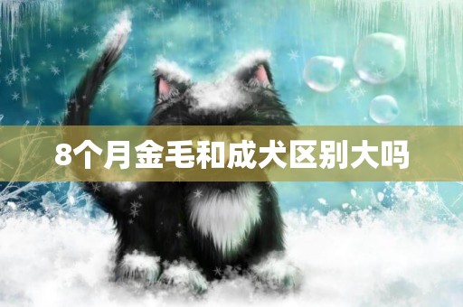 8個月金毛和成犬區別大嗎