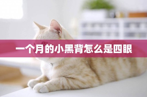 一個月的小黑背怎么是四眼