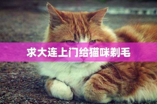求大連上門給貓咪剃毛