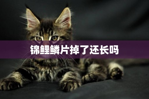 錦鯉鱗片掉了還長嗎