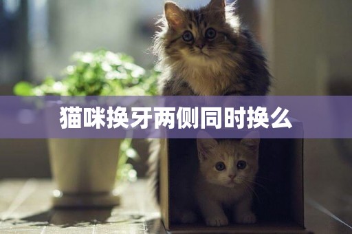 貓咪換牙兩側同時換么