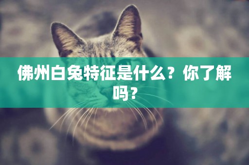佛州白兔特征是什么？你了解嗎？