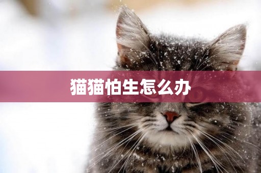 貓貓怕生怎么辦