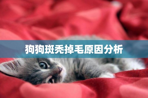 狗狗斑禿掉毛原因分析