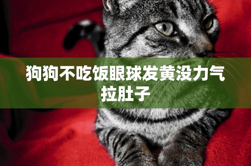 狗狗不吃飯眼球發黃沒力氣拉肚子