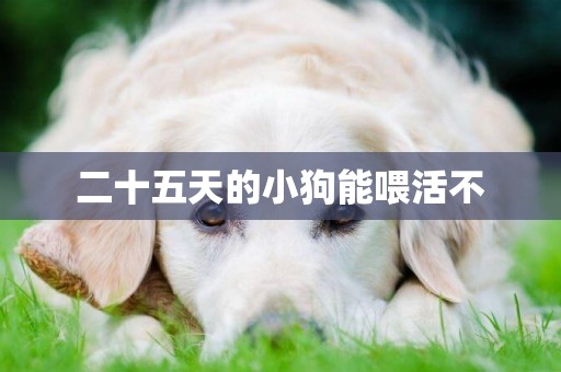 二十五天的小狗能喂活不