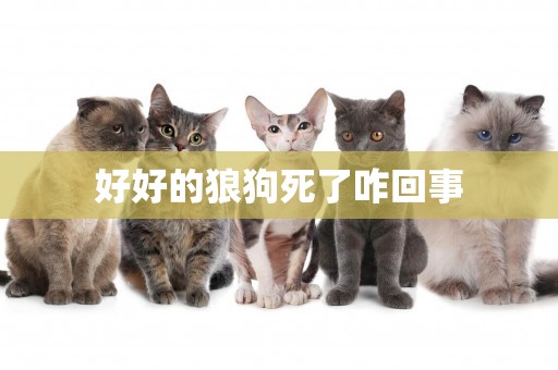 好好的狼狗死了咋回事