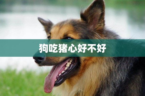 狗吃豬心好不好