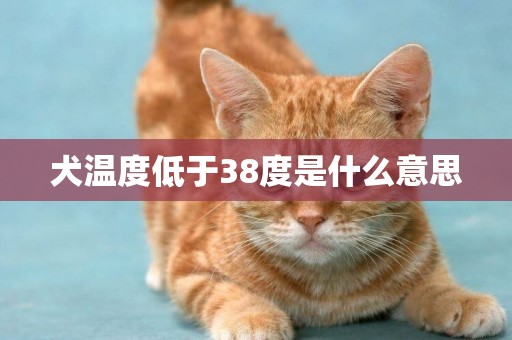 犬溫度低于38度是什么意思
