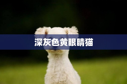 深灰色黃眼睛貓