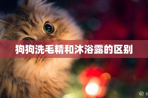 狗狗洗毛精和沐浴露的區別