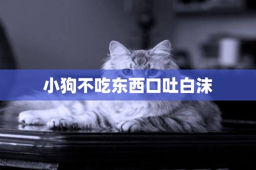 小狗不吃東西口吐白沫