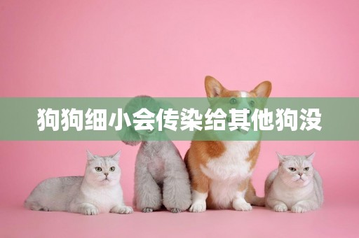 狗狗細小會傳染給其他狗沒