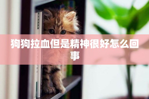 狗狗拉血但是精神很好怎么回事