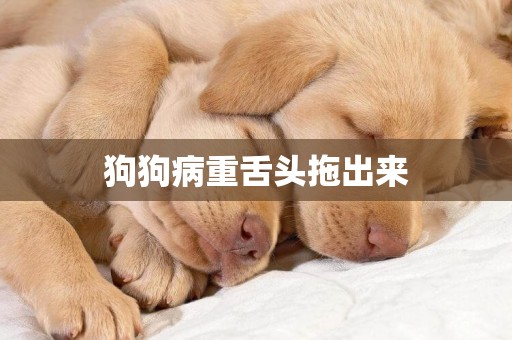 狗狗病重舌頭拖出來