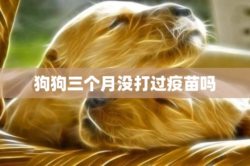 狗狗三個月沒打過疫苗嗎