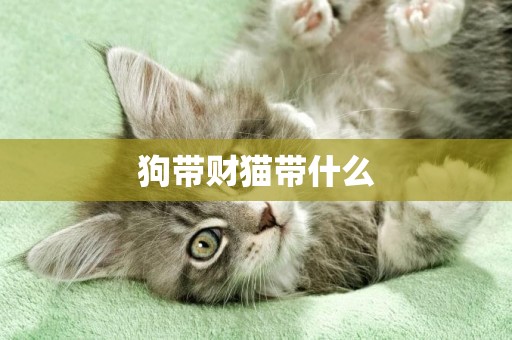 狗帶財貓帶什么