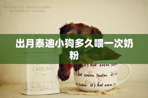 出月泰迪小狗多久喂一次奶粉