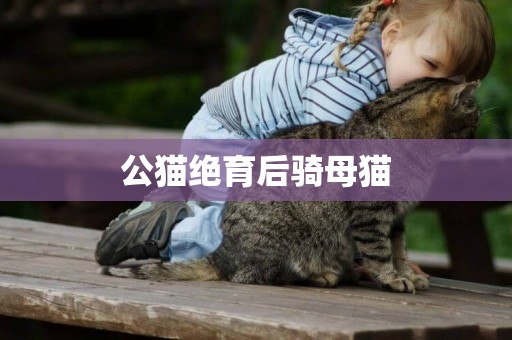 公貓絕育后騎母貓