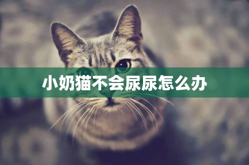 小奶貓不會尿尿怎么辦
