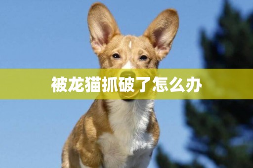 被龍貓抓破了怎么辦