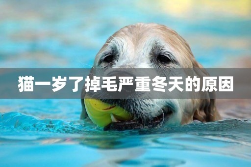 貓一歲了掉毛嚴重冬天的原因