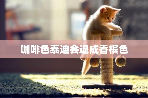 咖啡色泰迪會退成香檳色